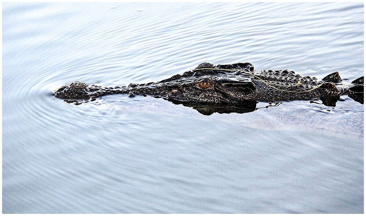 Kakadu park crocodiles - fast and deadly