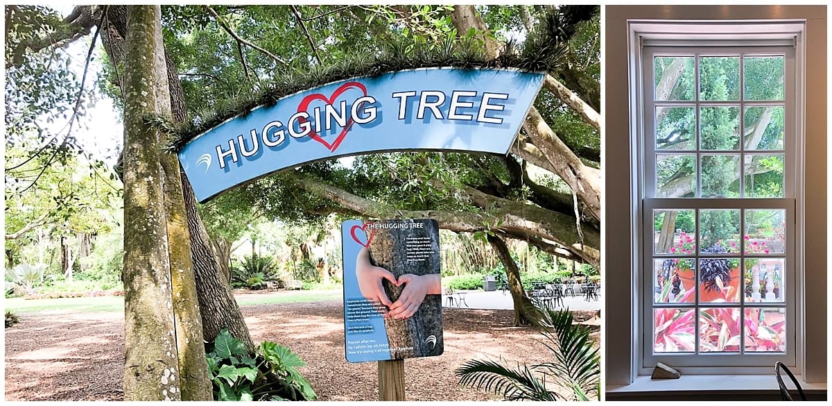 Hugging tree in Marie Selby Botanical Gardens