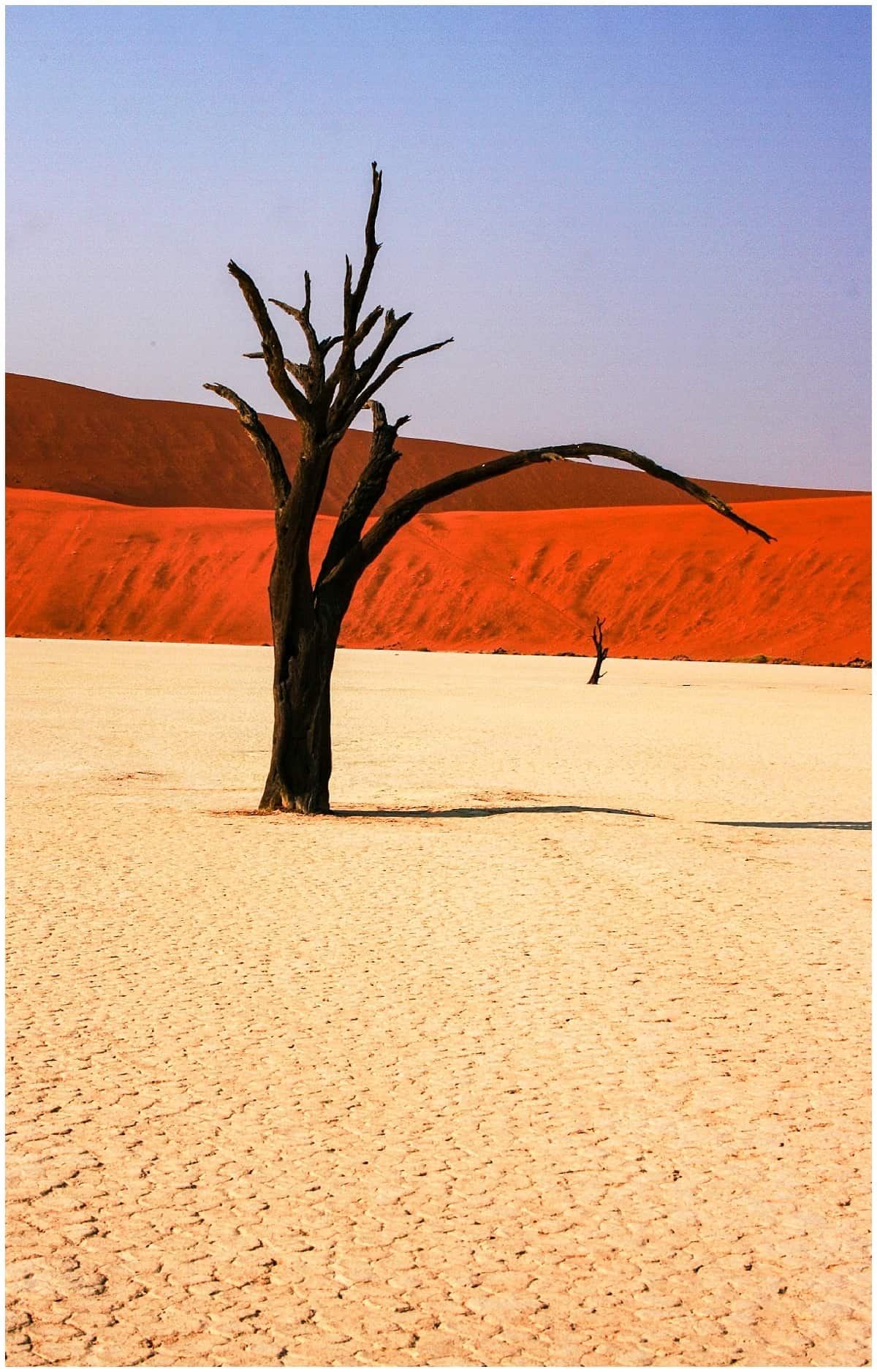 Dead trees in the Namib desert