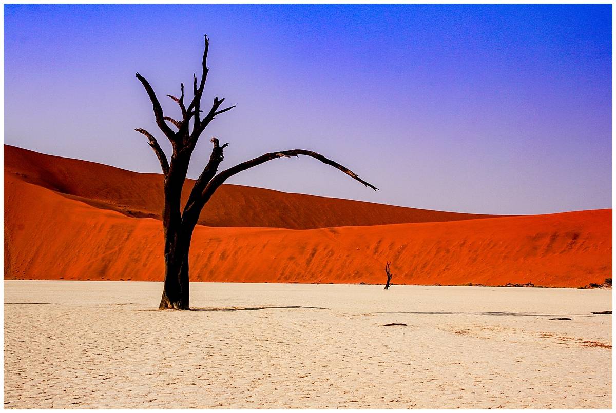 Namib Desert - dead trees in Sossusvlei