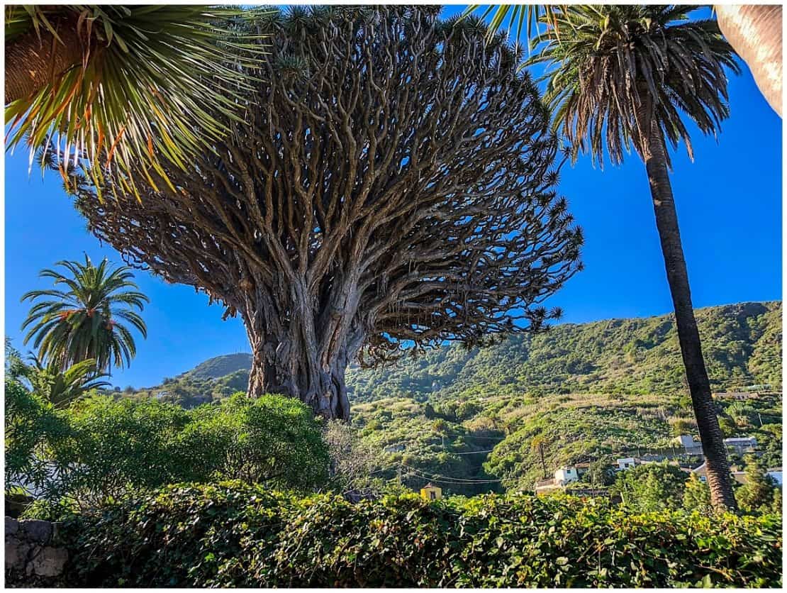 Unusual things to do in Tenerife - Ancient Drago Tree