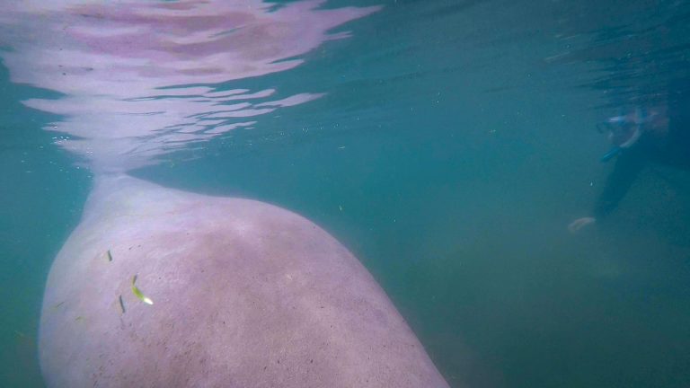 Swimming with manatees in Florida’s Crystal River