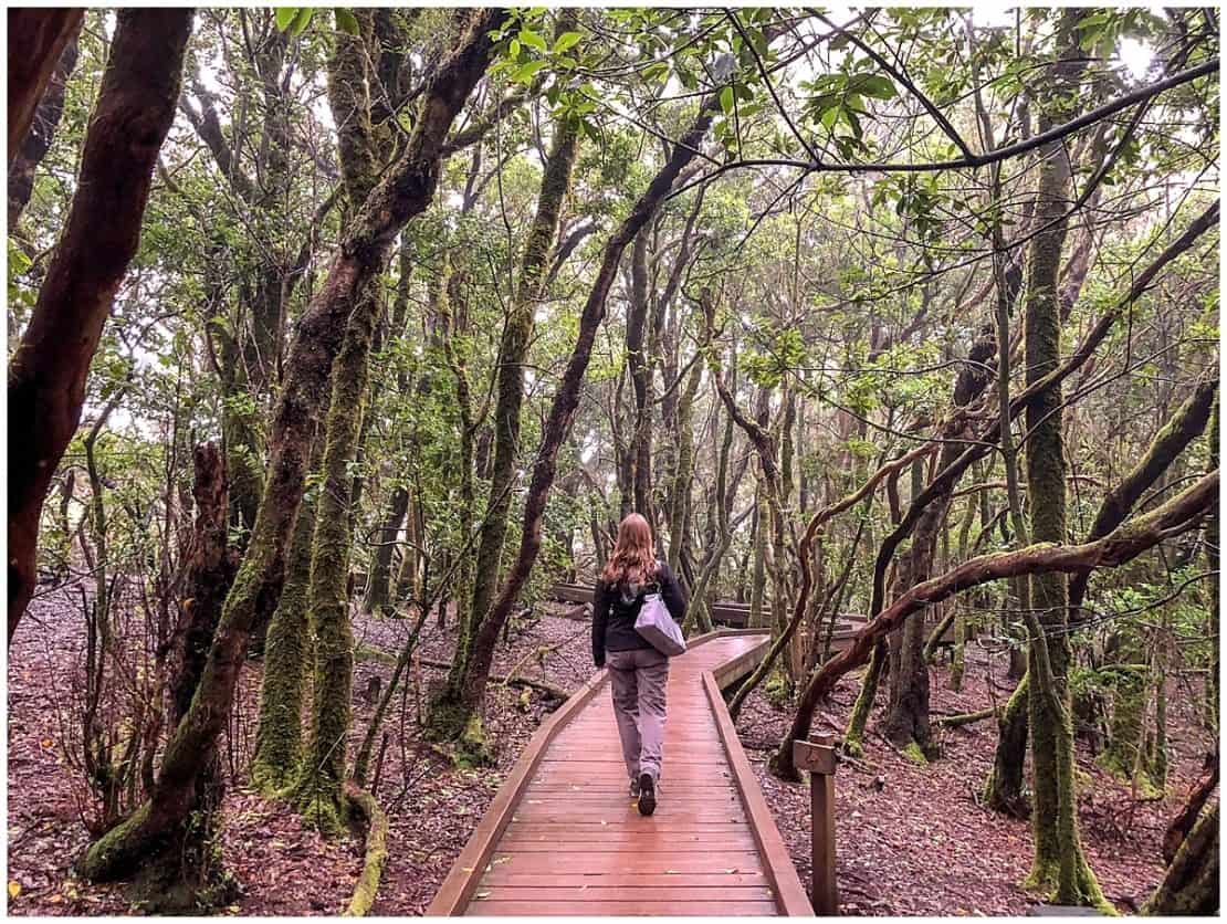 Walking through Anaga Natural Park, Tenerife's UNESCO Biosphere Reserve
