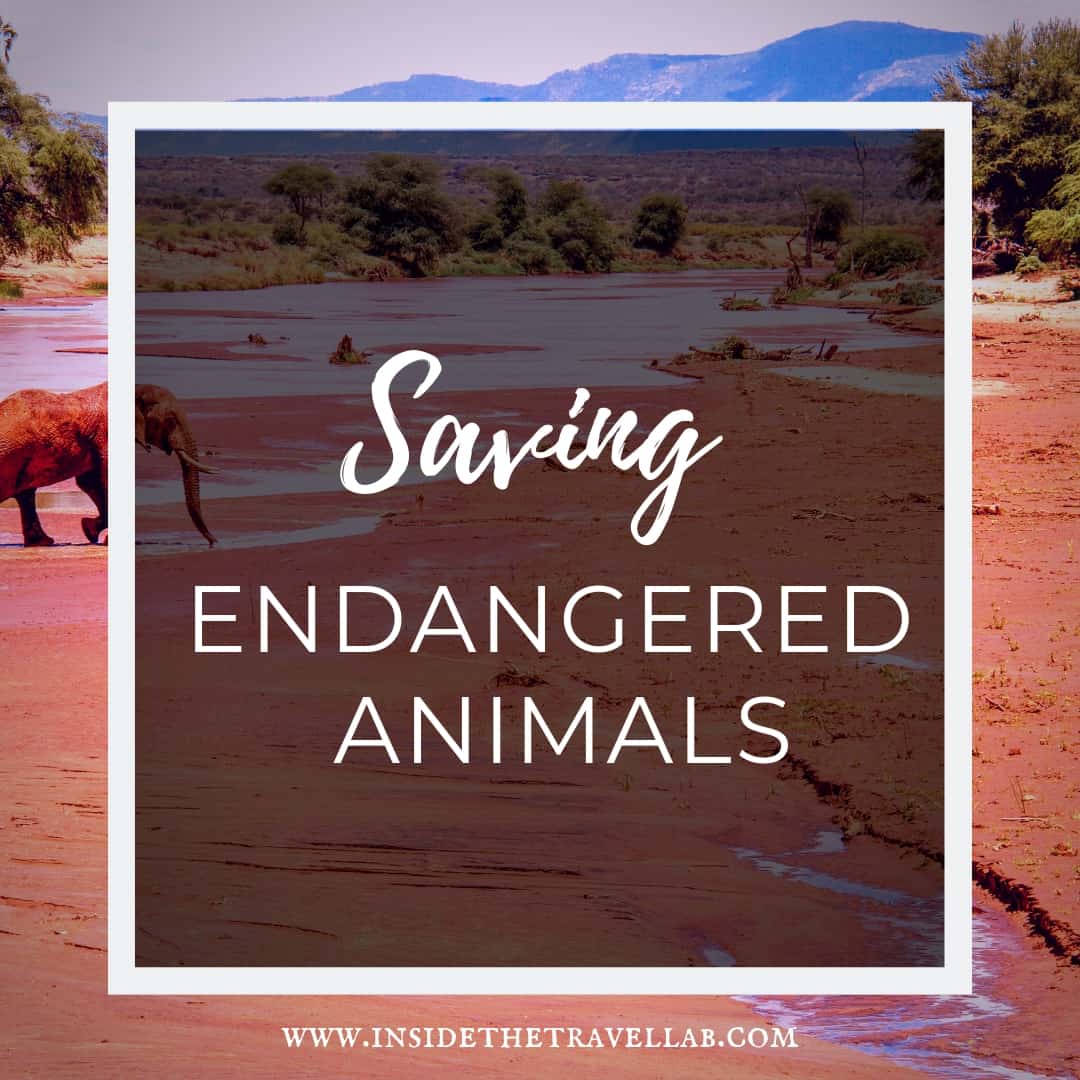 How to save endangered animals in five easy steps