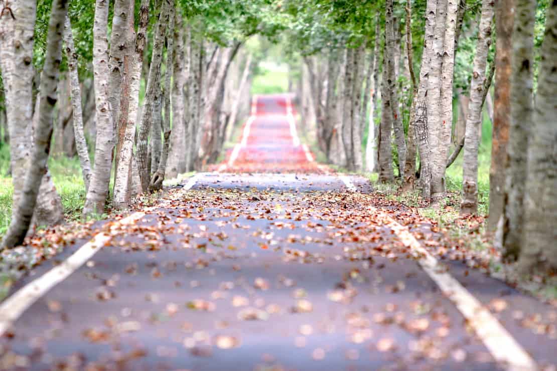 Road Trip Drive Through Forest