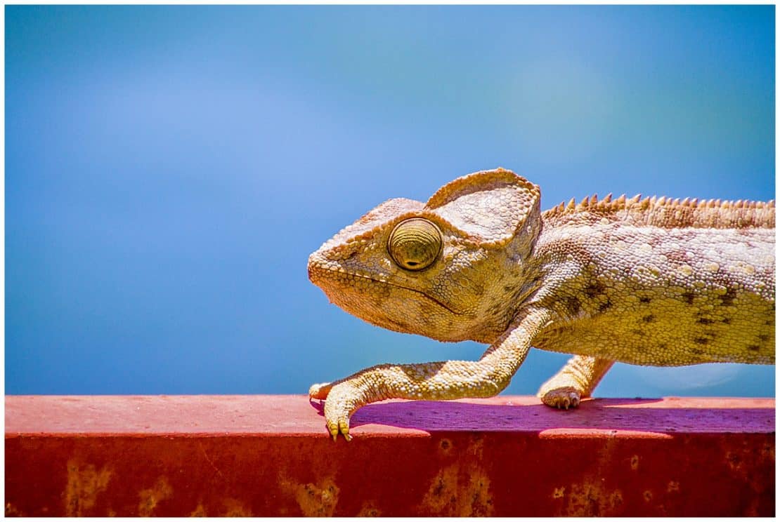 Chameleon in Diego Suarez Madagascar climbing in front of the ocean