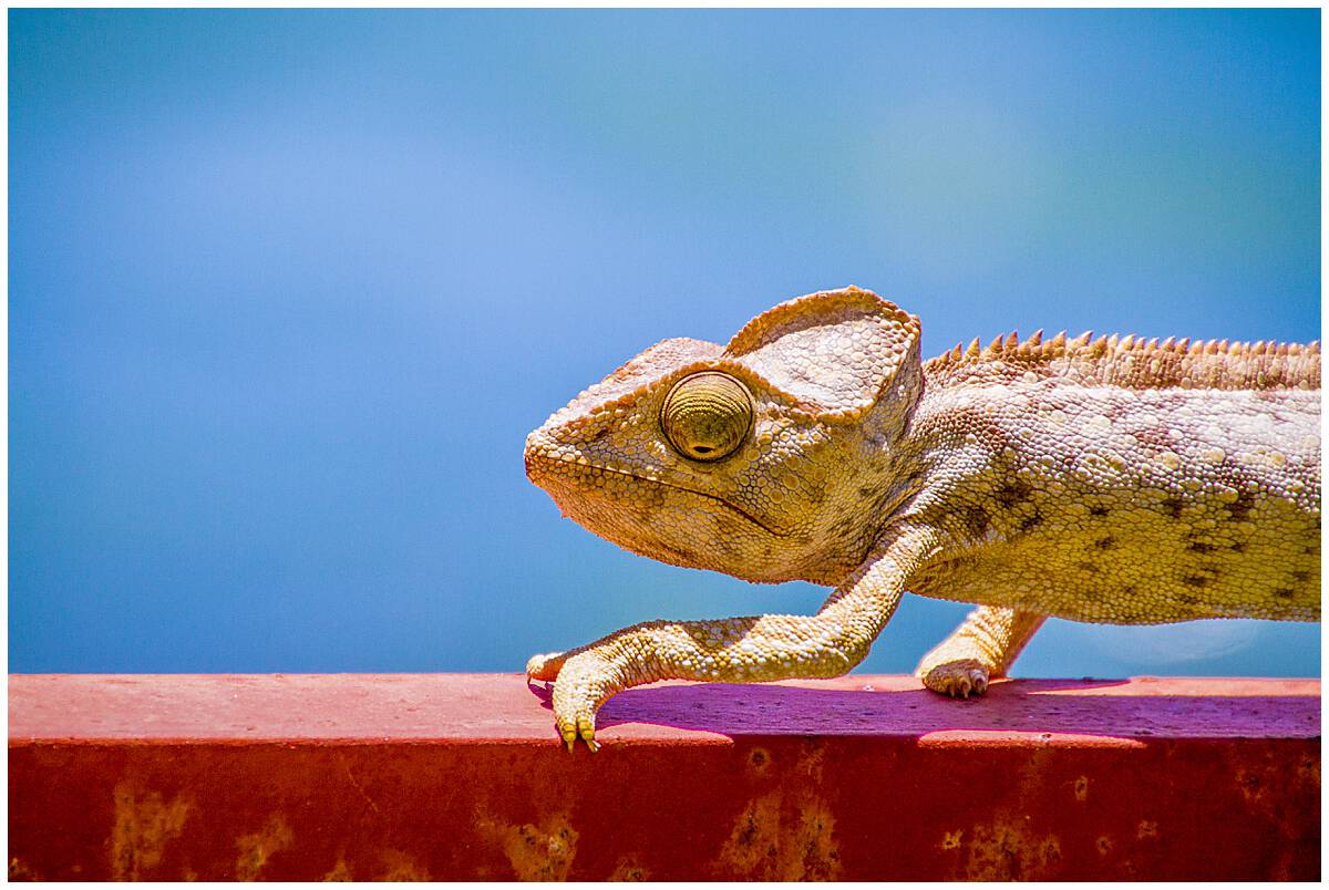 Chameleon in Diego Suarez Madagascar climbing in front of the ocean