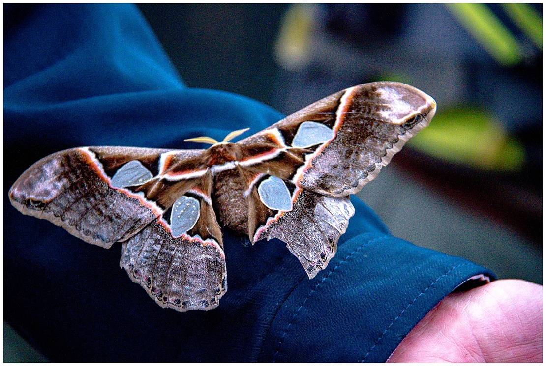 Giant moth in the Ecuador Cloud Forest