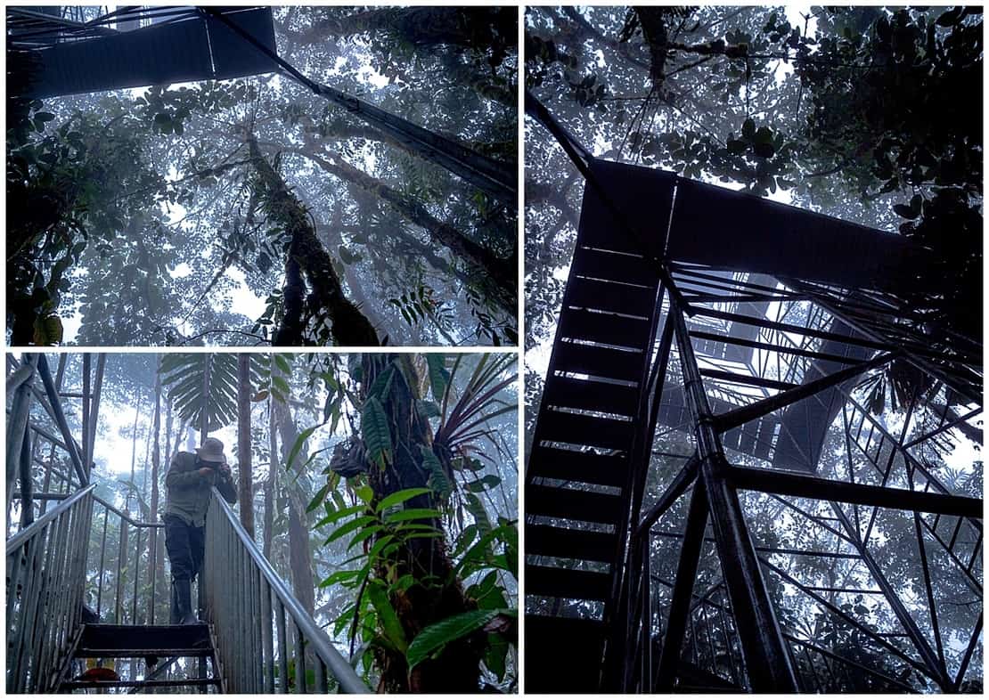 Cloud Forests of Ecuador Facts Where to Stay in the Biosphere 2019