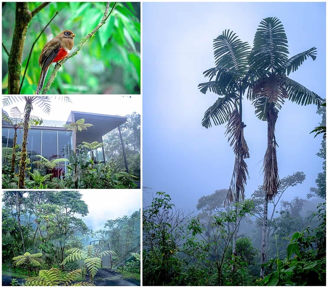 Cloud Forests of Ecuador Facts Where to Stay in the Biosphere 2019