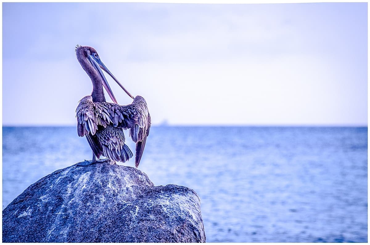 Pelican on rock in Aruba in the Caribbean 
