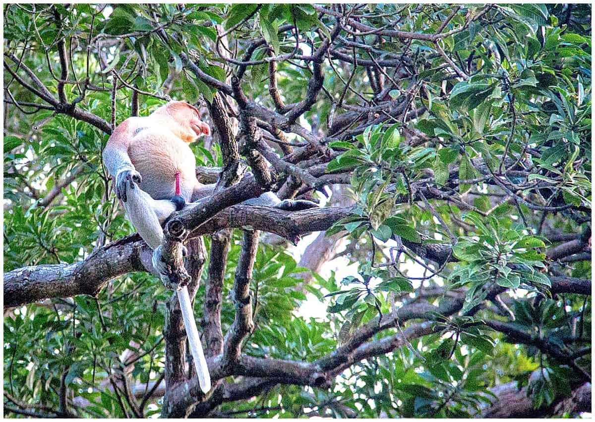 Proboscis monkey in tree in Malaysian Borneo Sabah