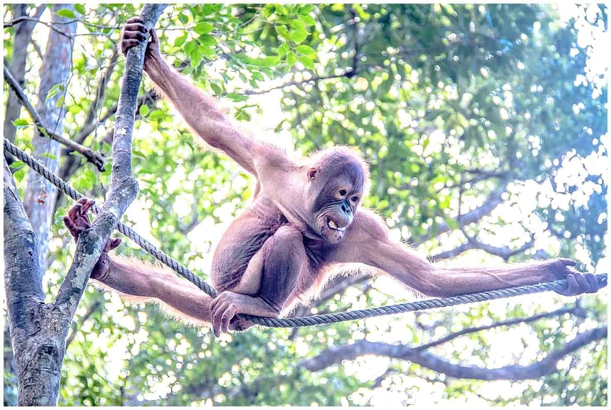Adolescent orangutan learning how to swing through the trees at the Sepilok Rehabilitation Centre