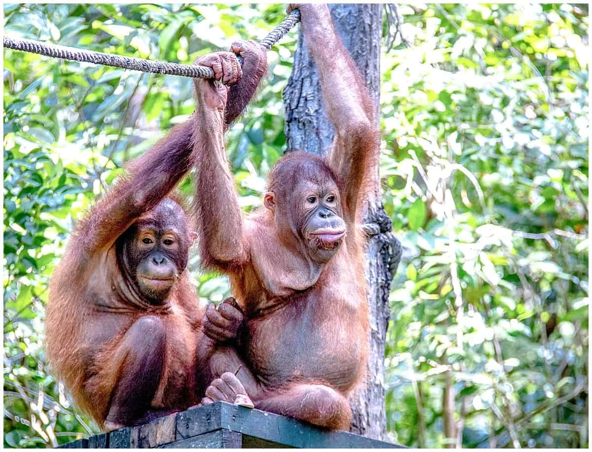 Adolescent orangutans wait on a viewing platform at the Sepilok Orangutan Rehabilitation Centre in Malaysian Borneo
