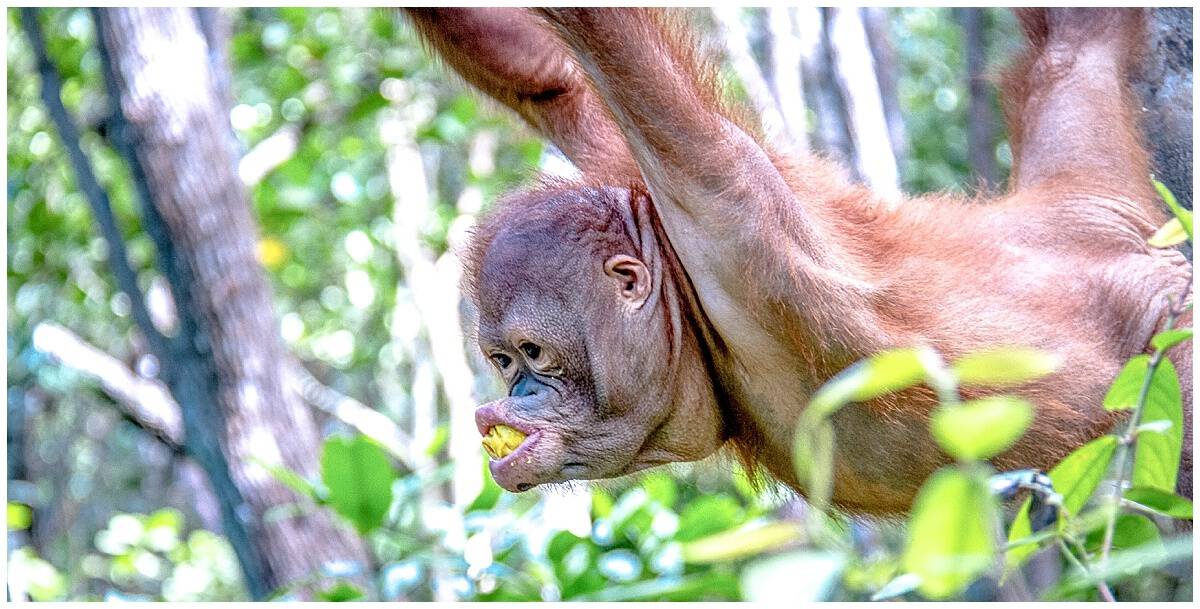 Orangutan swings through the trees at the Sepilok Rehabilitation Centre in Malaysian Borneo
