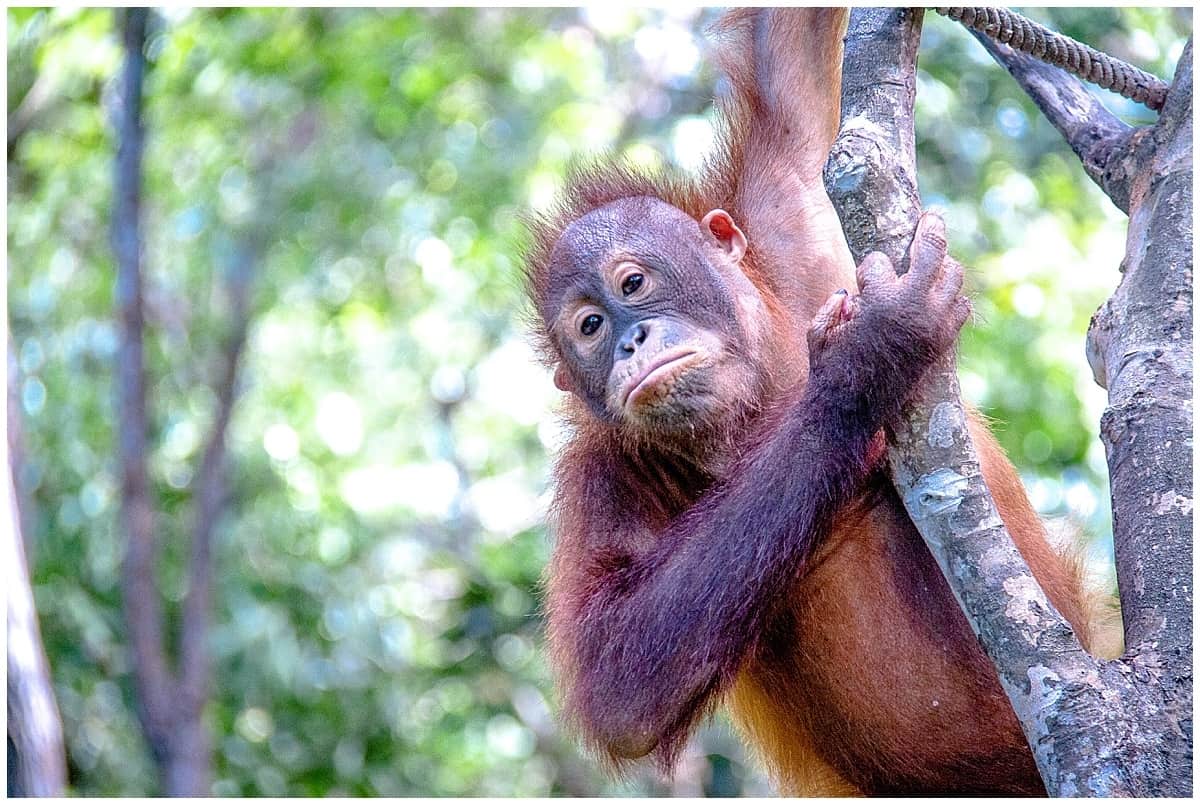 Душевный орангутанг в реабилитационном центре для орангутанов Сепилок на Малайзийском Борнео