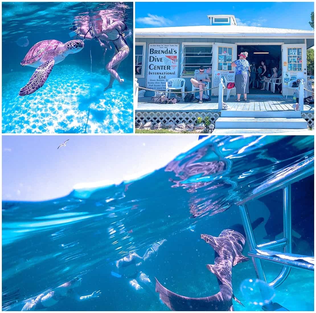 Swimming with turtles and sharks in the Bahamas