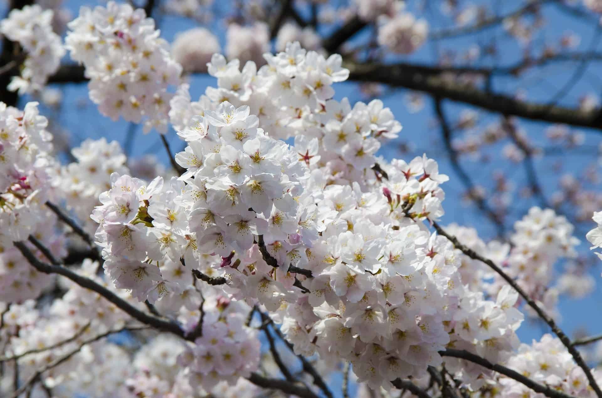 Cherry blossom UENO park Tokyo