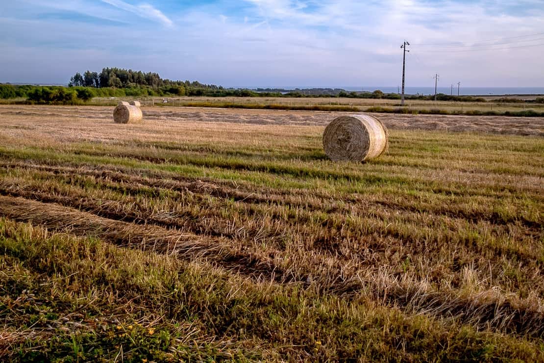 Hay field along the Costa Vicentina Alentejo Coast
