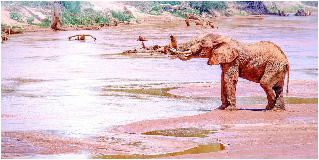 Elephant standing at the river edge in Kenya