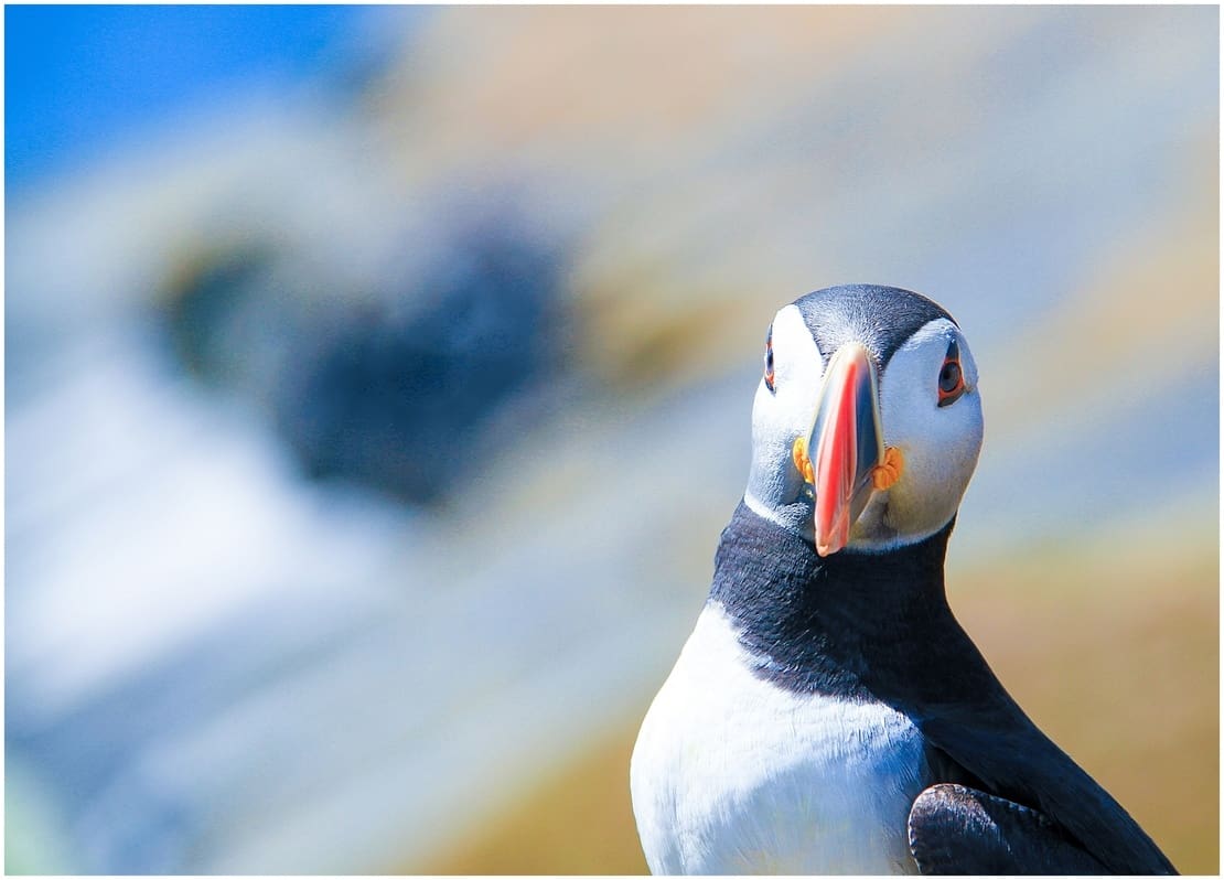 Puffin facing the camera on Skomer Island, UK