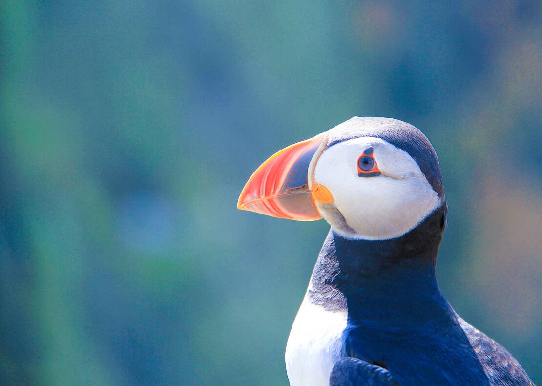 Profile of a puffin on Skomer Island, UK