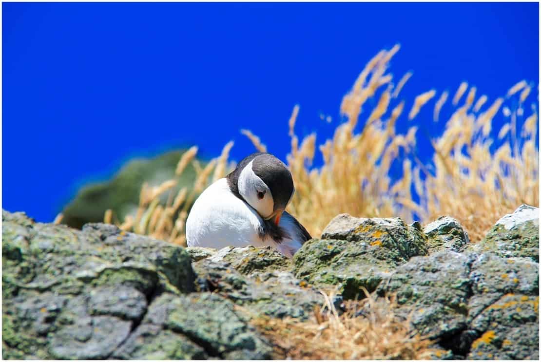 PUFFIN NESTING ON THE ROCKS. ONon Skomer Island, UK