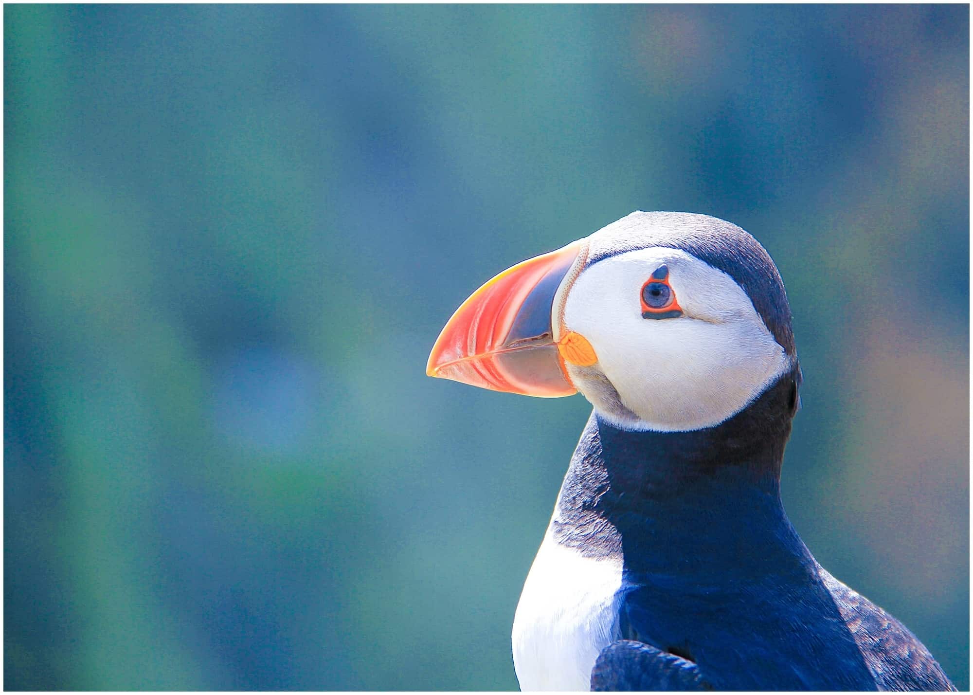 Puffin close up in Pembrokeshire