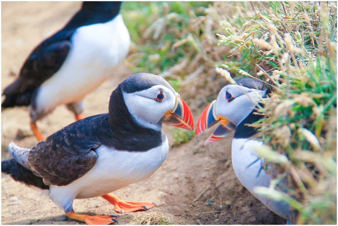 Puffins chatting on the path on Skomer Island, UK