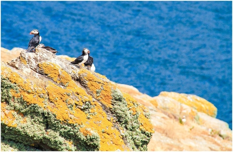 Puffins on cliff edge Skomer Island Pembrokeshire - things to do in Pembrokeshire