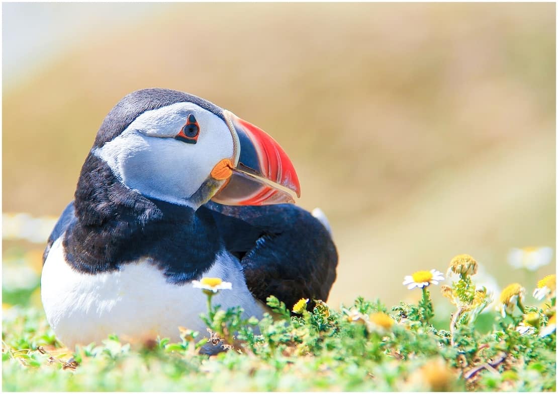 Puffin sitting in the grass on Skomer Island, UK