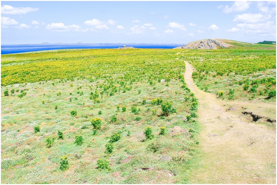 Straight path on Skomer Island Pembrokeshire, UK
