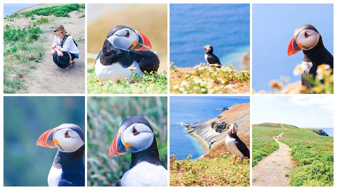 Collage of puffin sightings on Skomer Island, UK