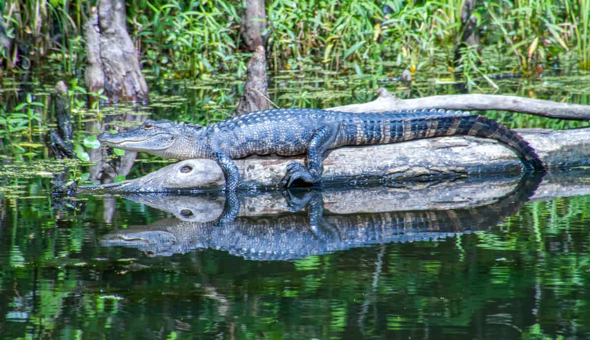 Louisiana - New Orleans - Honey Island Swamp - Alligator