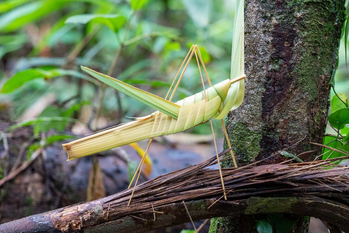 Brazil - Amazonas - Amazon Rainforest - Juma Lodge and Surrounds-Folded grasshopper from leaves