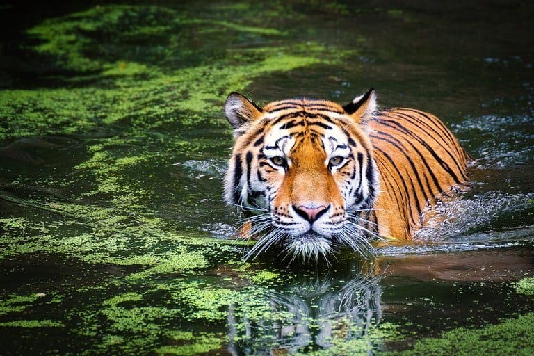 India - Ranthambore - Tiger