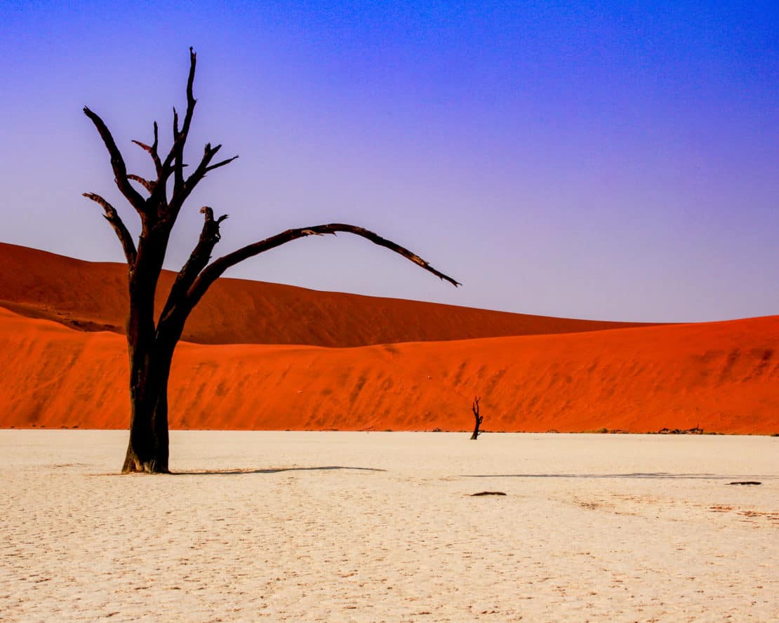 Namibia - tree silhouette in Namib Desert