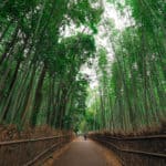 Japan - Kyoto - Arashiyama-Bamboo-Forest