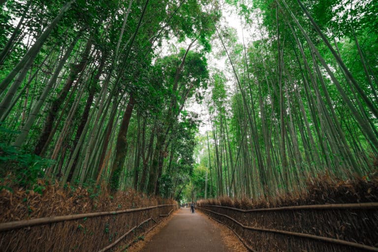 Japan - Kyoto - Arashiyama-Bamboo-Forest
