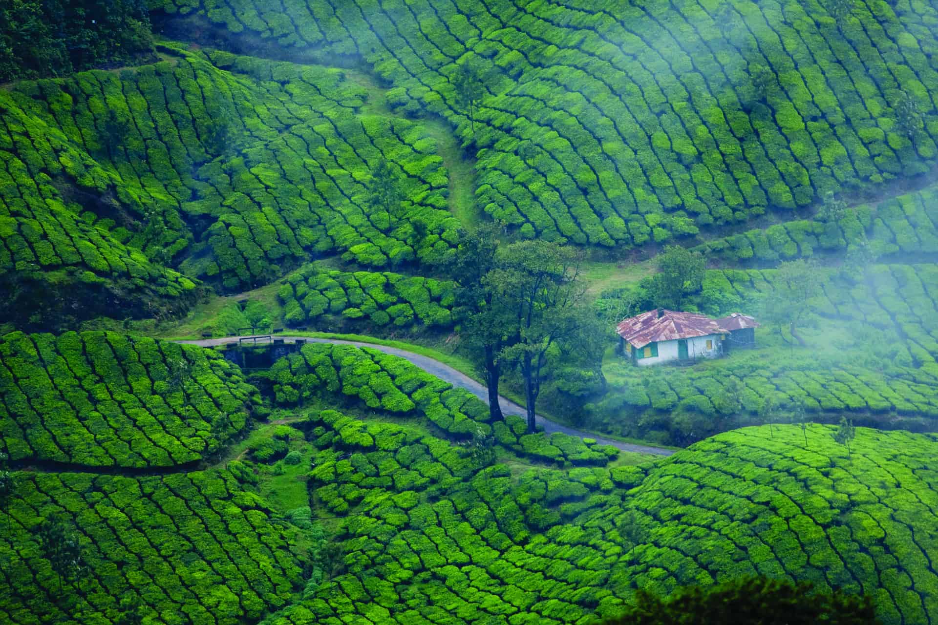 India - Kerala - Munnar Tea Plantation