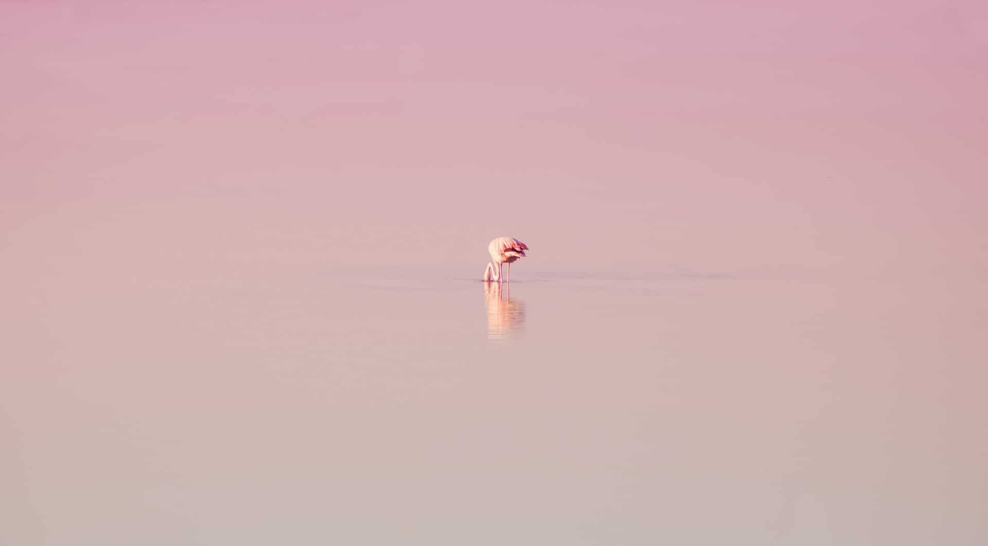 Spain - Andalucia - Lake - Flamingo
