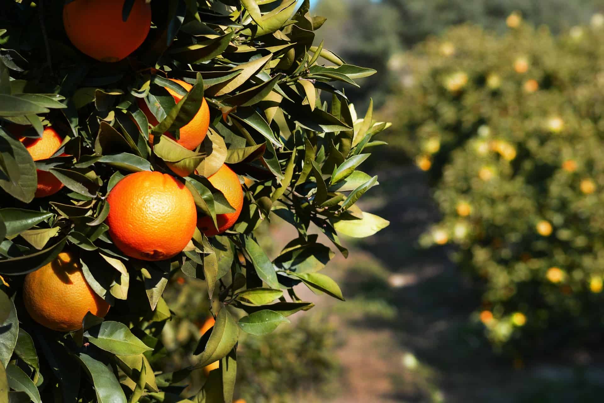 Spain - Andalucia - Orange Trees