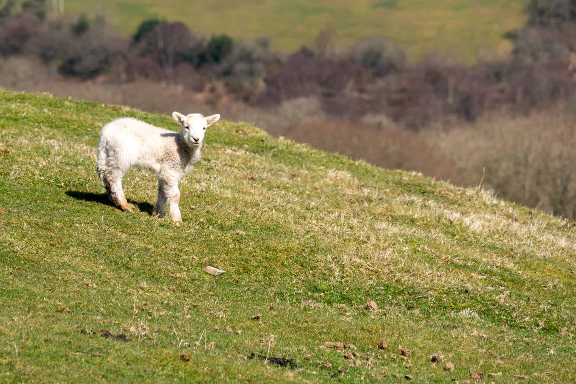 Wales - Pembrokeshire - Lamb on hillside