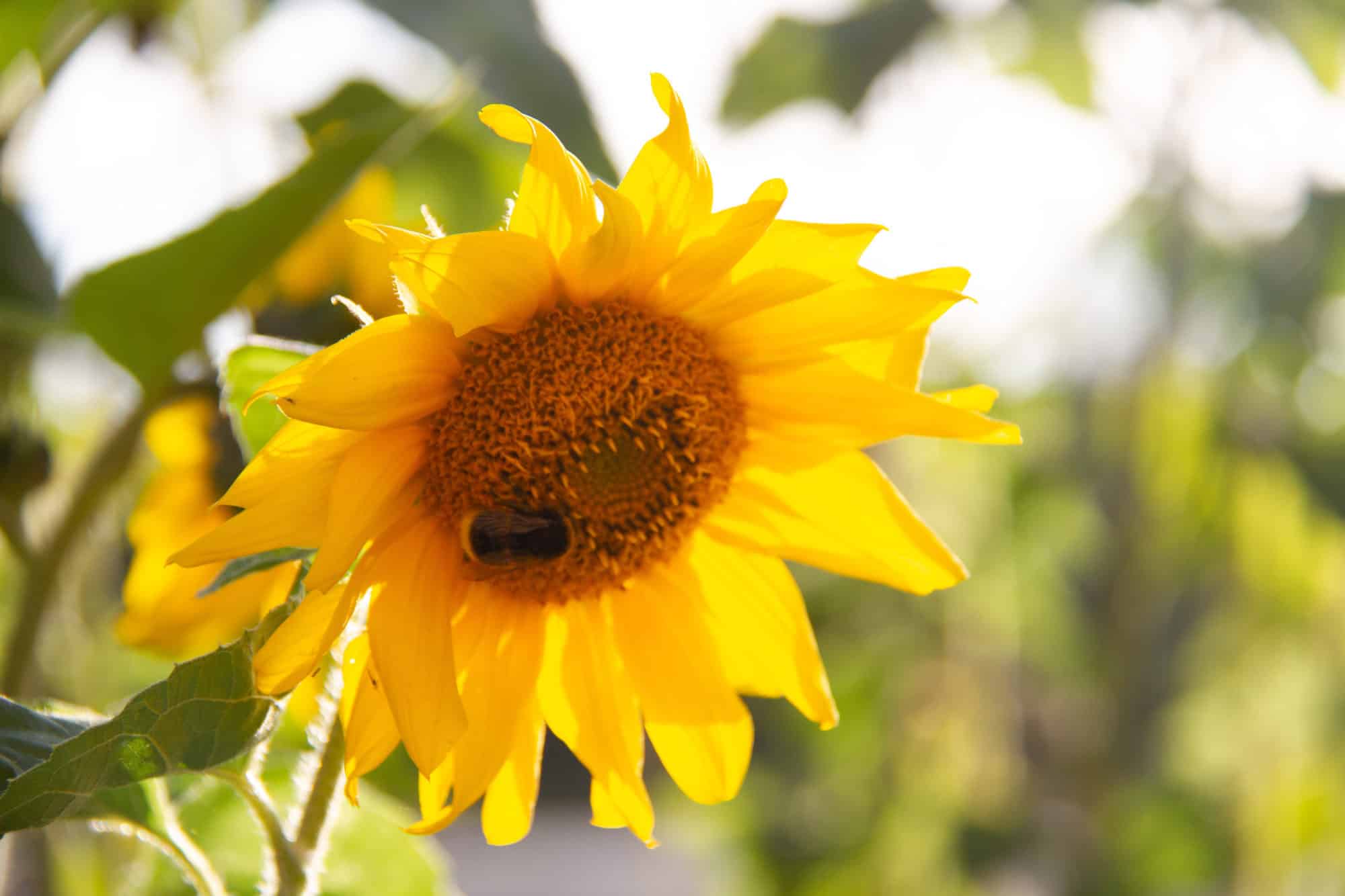 Summer Bucket List - Sunflower with bumble bee