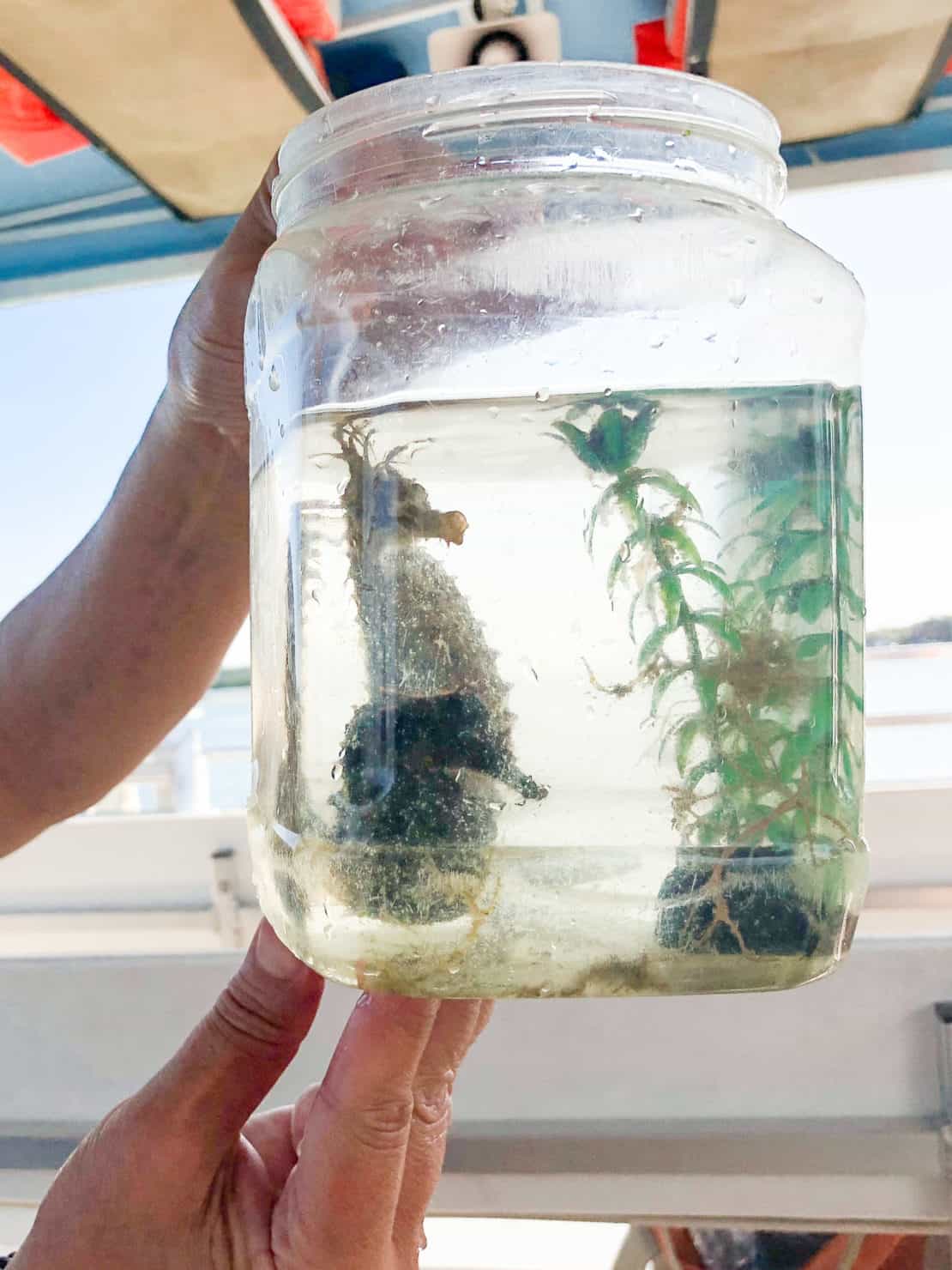 Summer bucket list ideas - conservation ideas - seahorse in jar with marine research in Sarasota