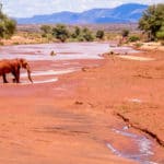 Elephant on red earth in Kenya