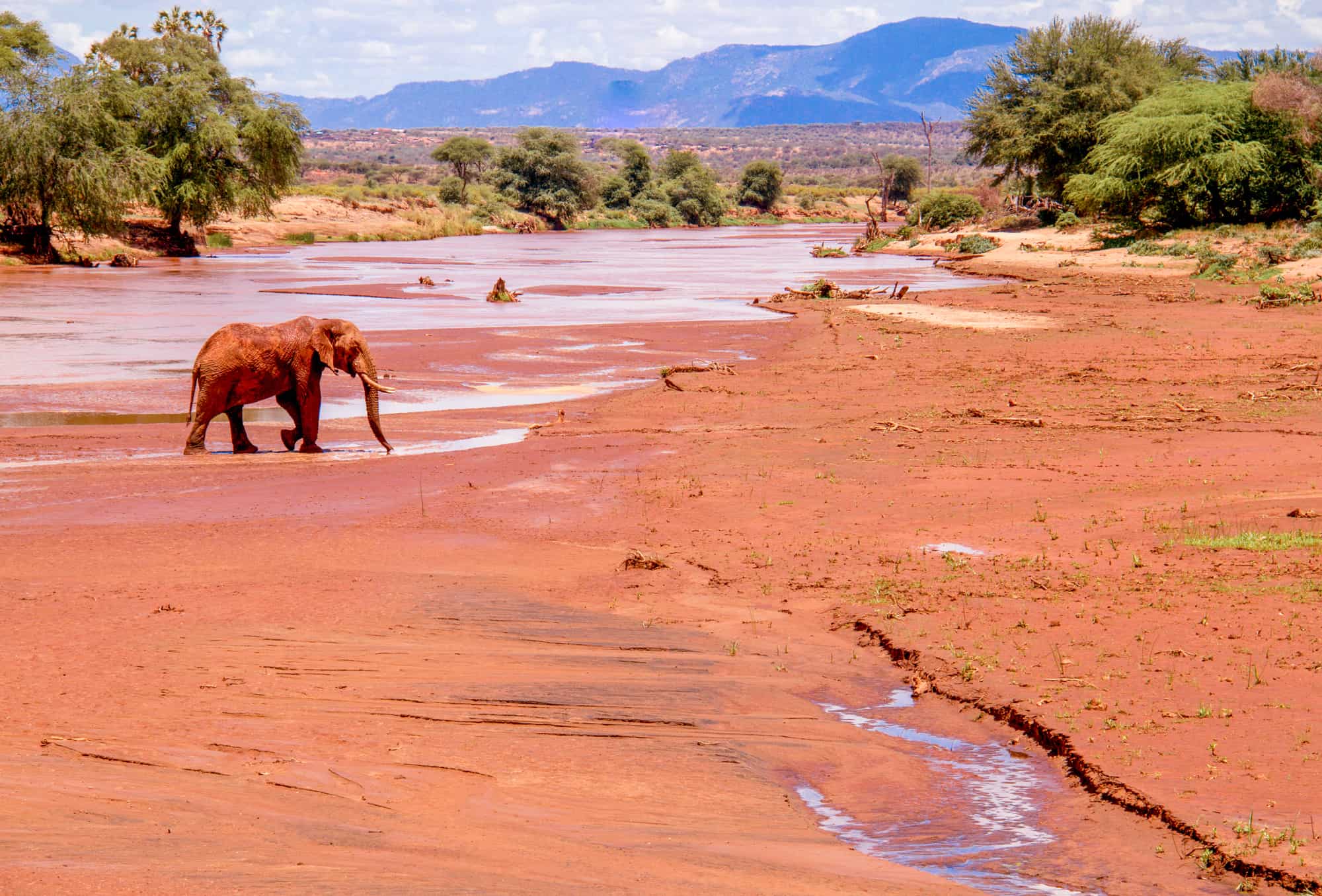 Elephant on red earth in Kenya