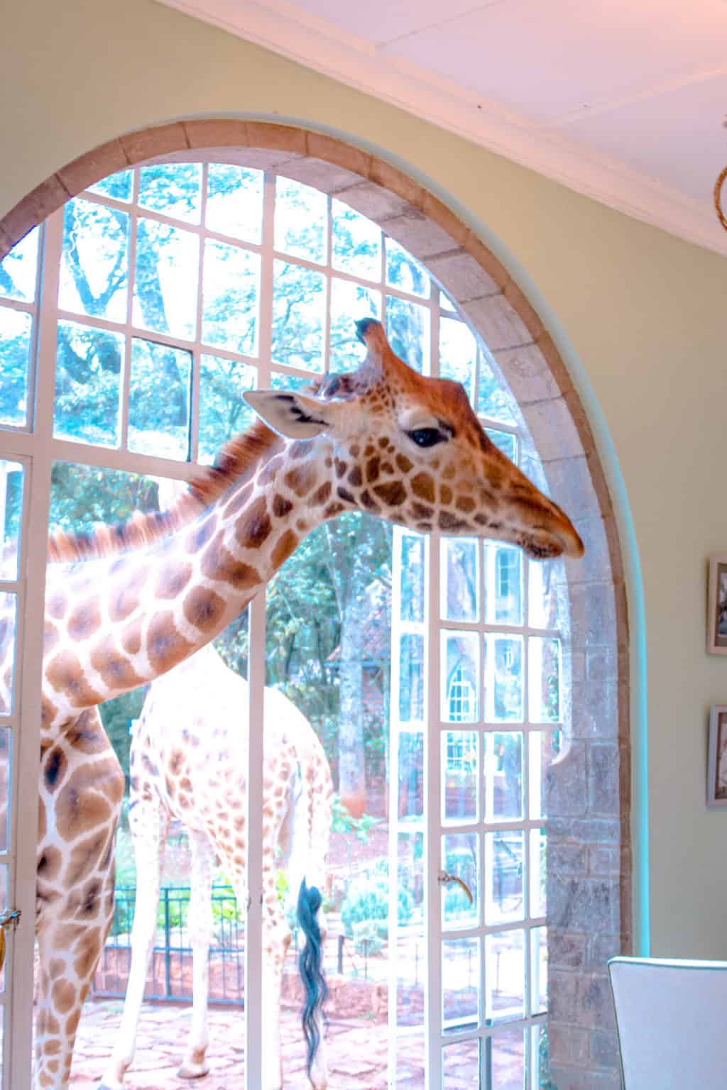 Your Perfect Kenya Bucket List Including Hidden Gems in Kenya