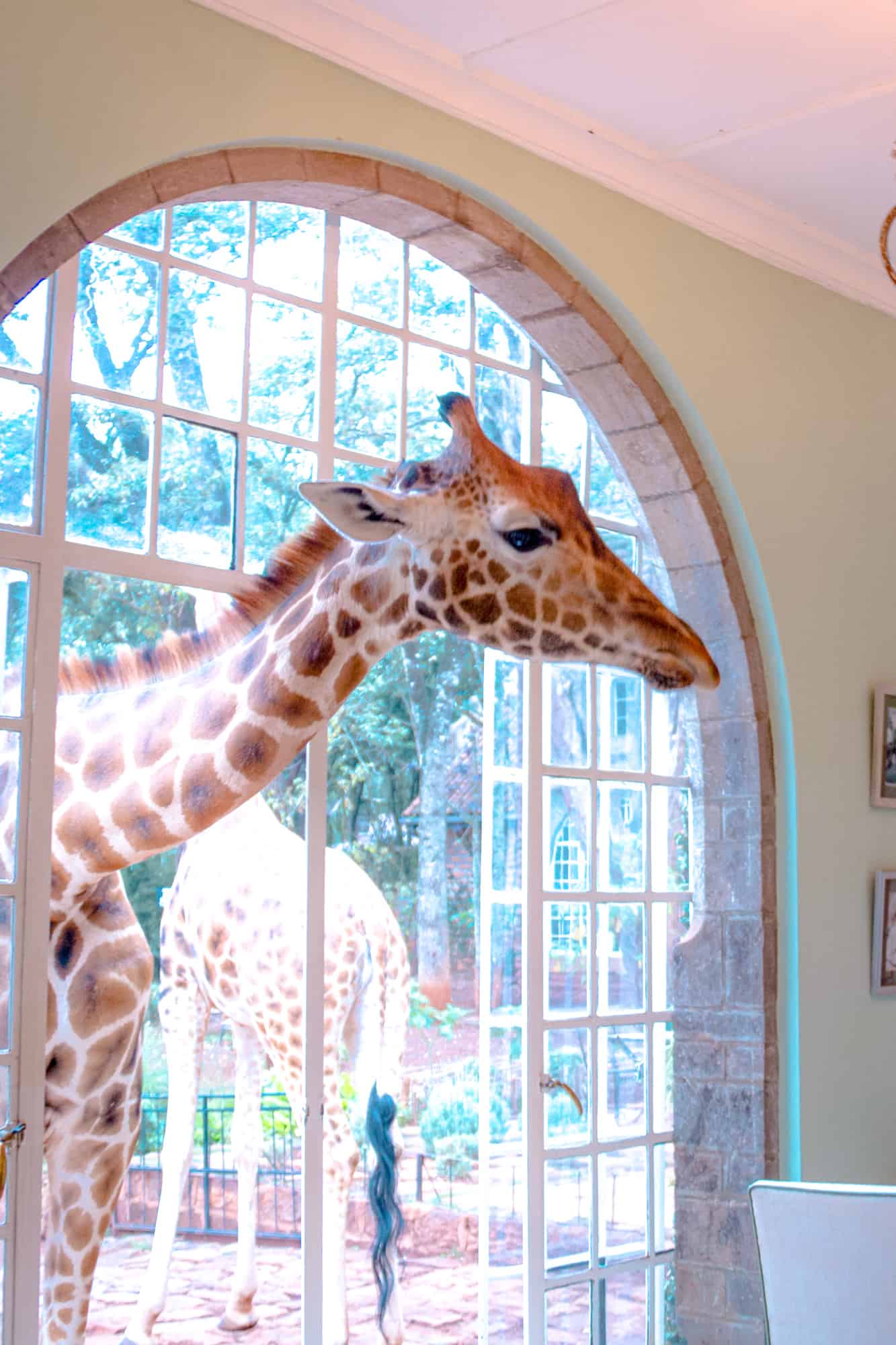 Giraffe Manor breakfast window view - Kenya Bucket List and Kenya Hidden Gem Article