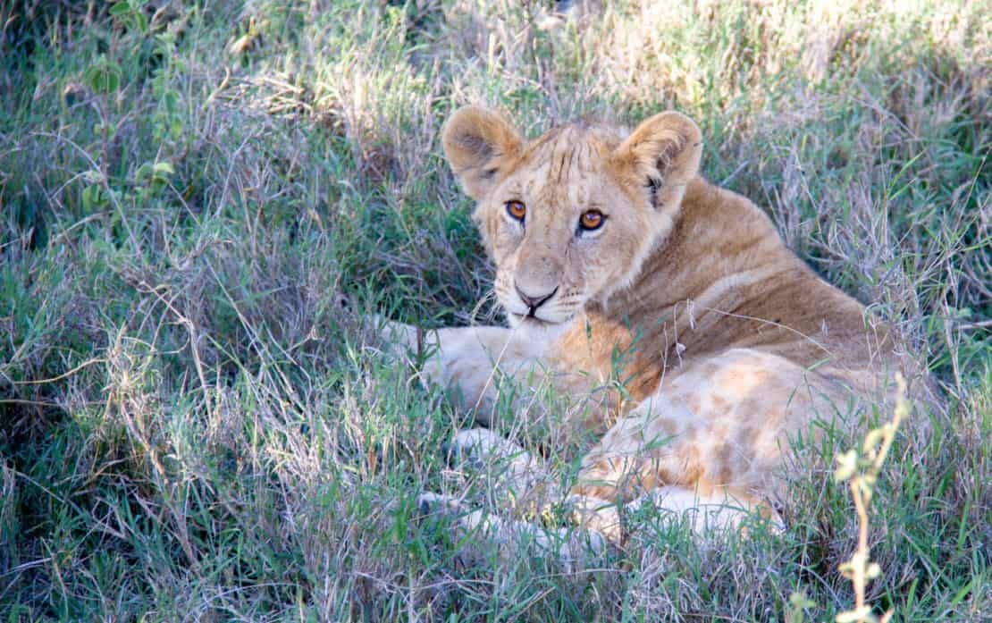 Young lion in the grass in Kenya